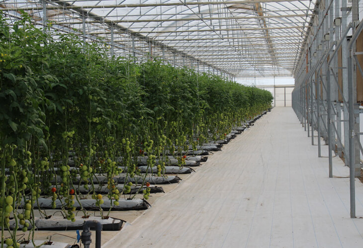 Farm Tech Consultancy Hydroponic Greenhouse Farm Tech Consultancy Hydroponic Greenhouse